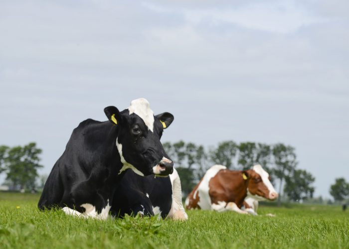 Koeien in weide bij J. Wijnker uit Avenhorn