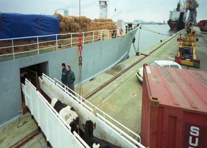 Moerdijk, 2000/01/25, export-vaarzen gaan aan boord van koeienboot Manilla Rose richting Marokko