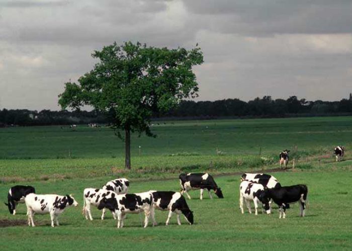 Weiland op grijze zomerdag